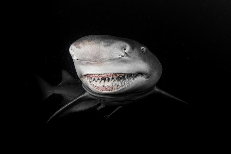 Sharks Photograph - Snooty by Simon Lorenz