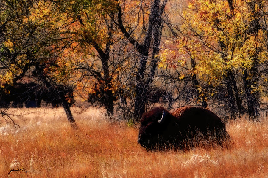 Snoozing Bison  Photograph by Gerlinde Keating