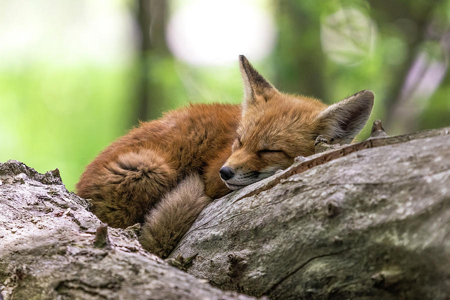Snoozing Photograph by James Overesch