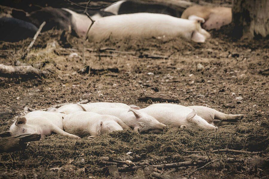 Pig Photograph - Snoozing Sausages by Jim Love