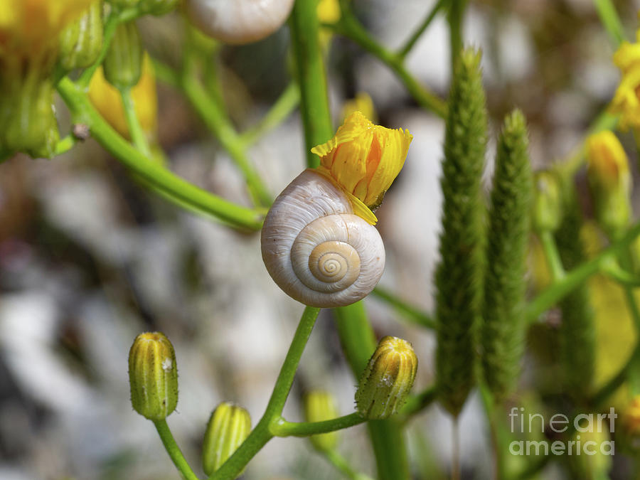 Snoozing Snail Photograph by Christopher Wentworth Snoozing Snail Photograph by Christopher Wentworth