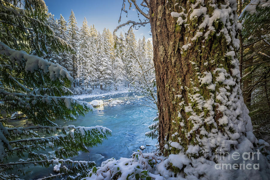 Snoqualmie River tree trunk Photograph by Inge Johnsson