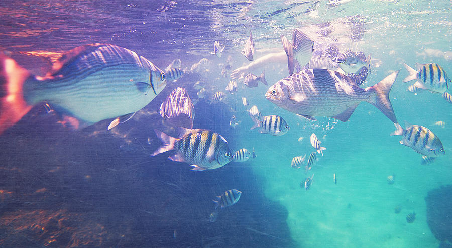 Snorkeling In The Caribbean Photograph by Thepalmer