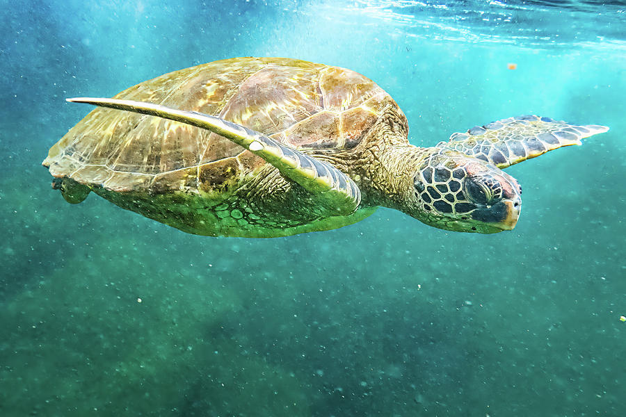 Snorkeling With The Sea Turtle Photograph by Alex Mironyuk - Fine Art ...