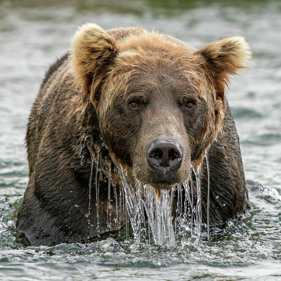 Snorkling Bear Photograph by Jim Miller