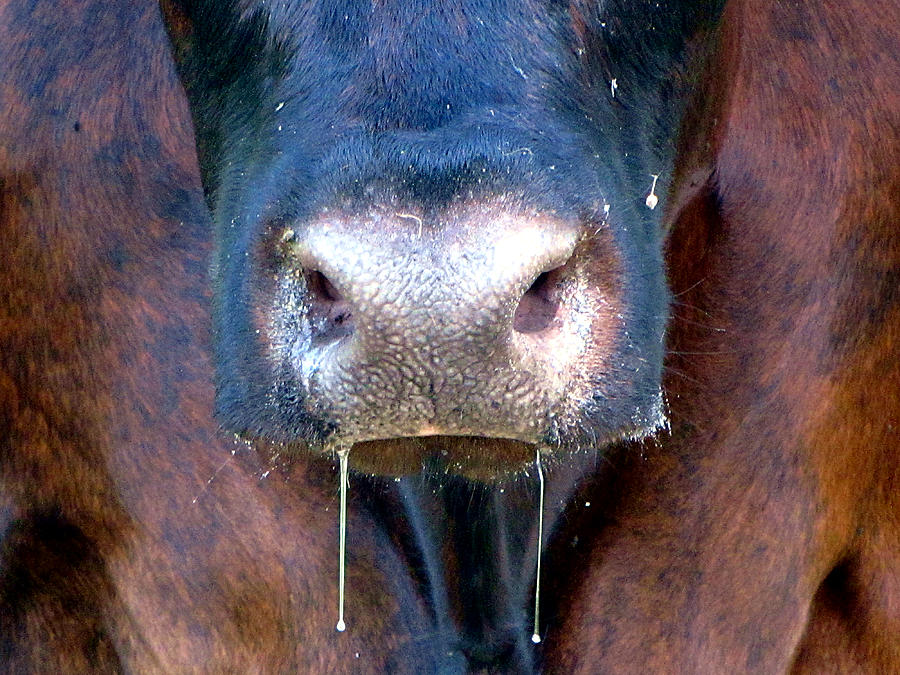 Snot Nosed Cow 000 Photograph by Christopher Mercer