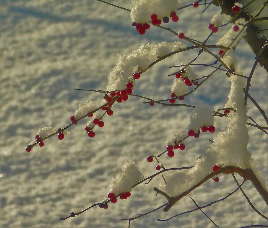 - Snow and Berries Photograph by THERESA Nye