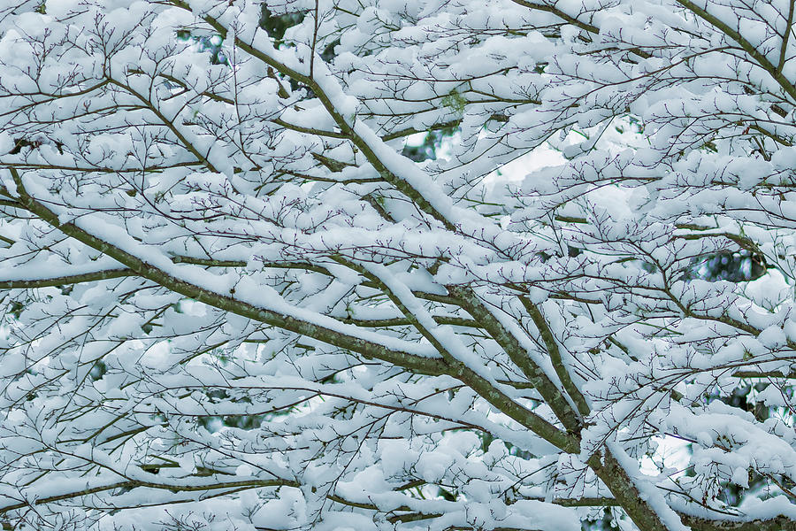 Snow and Branches, No. 1 - Nature Abstract Photograph by Belinda Greb