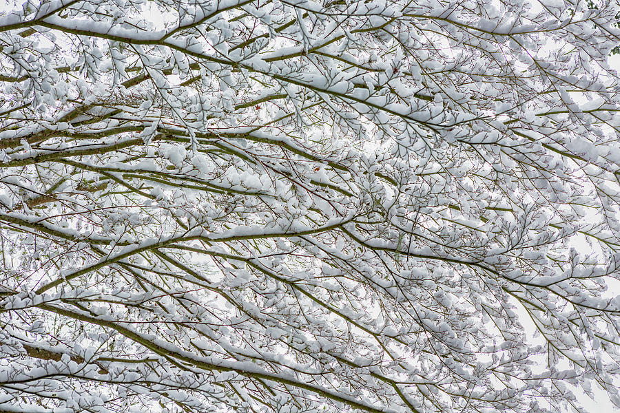 Snow and Branches, No. 2 - Nature Abstract Photograph by Belinda Greb