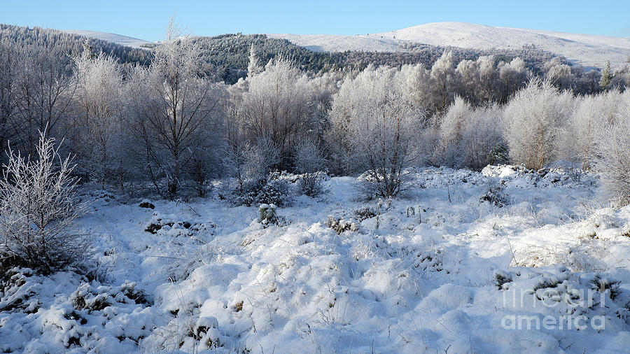 Snow and frost in Woodland at Advie Photograph by Phil Banks