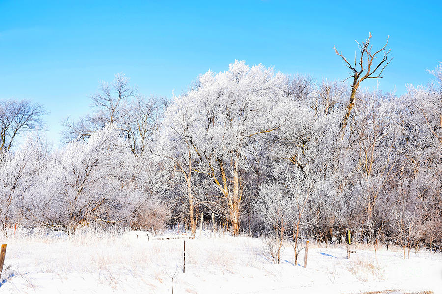 Snow and Hoar Frost Photograph by Kathy M Krause