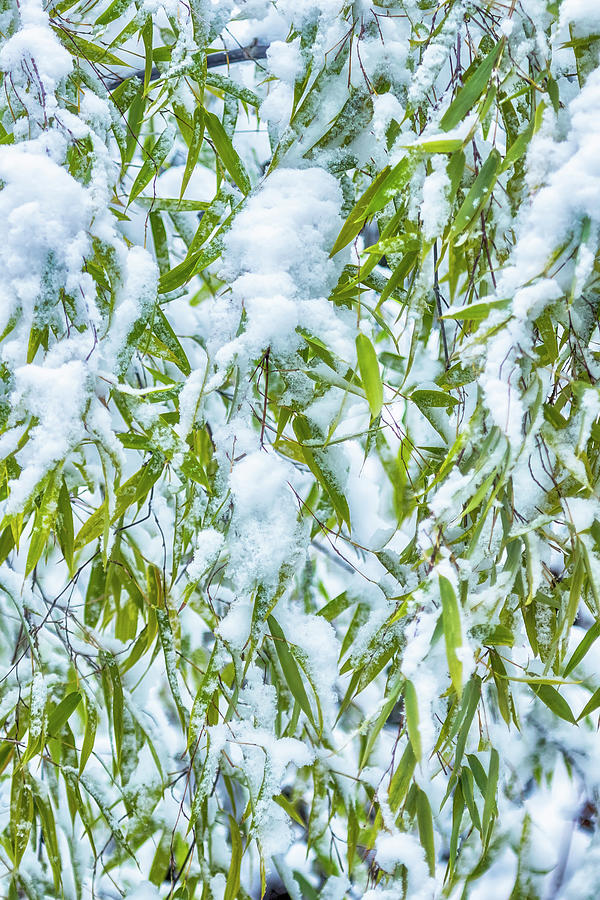 Snow and Leaves - Nature Abstract Photograph by Belinda Greb