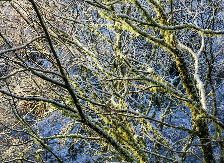 Snow and lichen  on winter trees Photograph by Anatole Beams