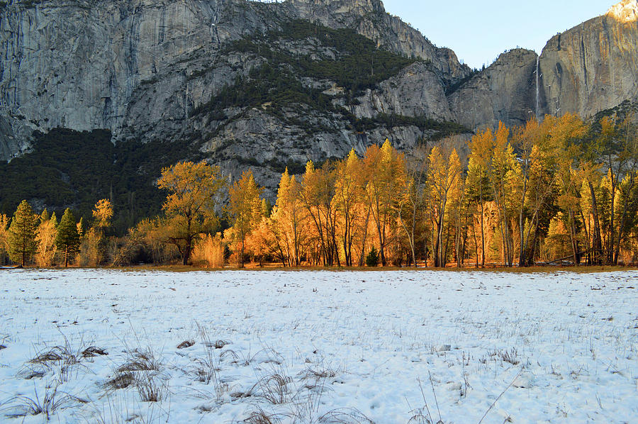 Snow And The Autumn Trees Photograph by Eric Forster