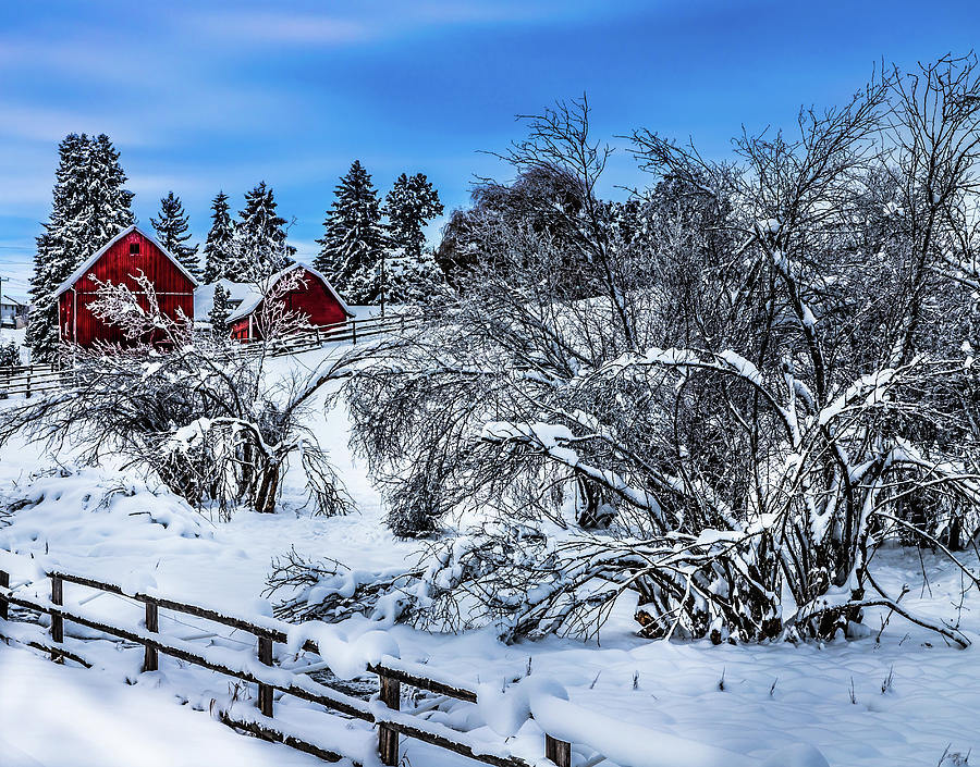 Snow at the Farm Photograph by David Patterson