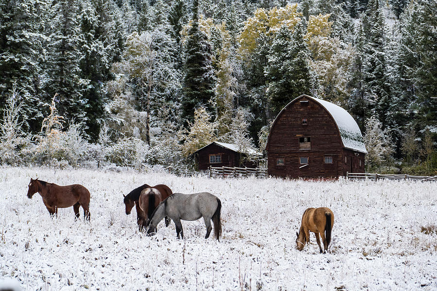 Snow at the Ranch Photograph by Arthur Oleary