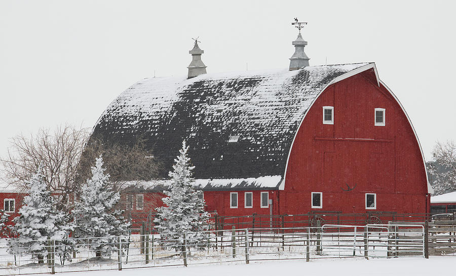 Snow At The Red Barn Photograph