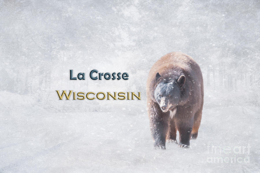 Bear Mixed Media - Snow Bear La Crosse Wisconsin by Elisabeth Lucas