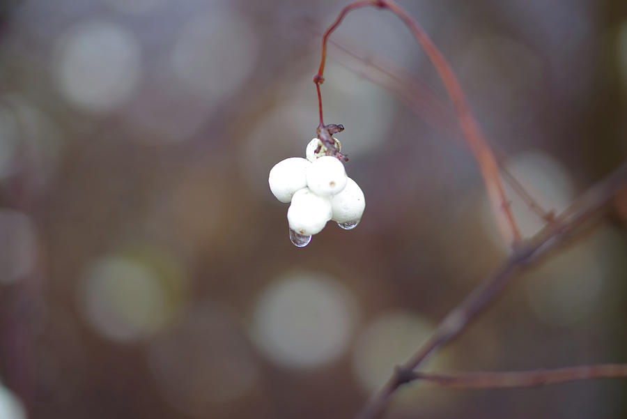 Snow Berry With Droplets Photograph