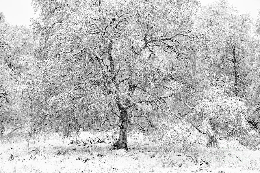 Snow Birch Monochrome Photograph by Tim Gainey