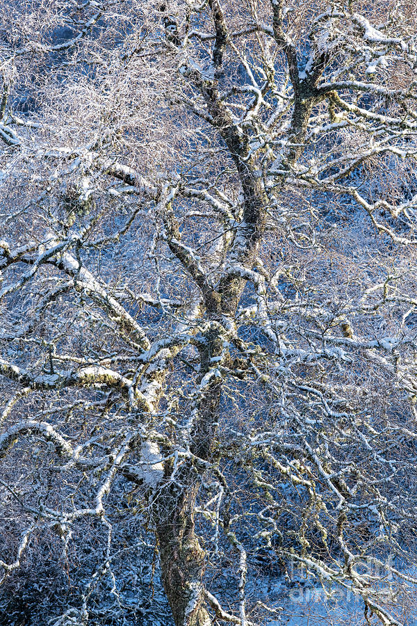 Snow Birch Photograph by Tim Gainey