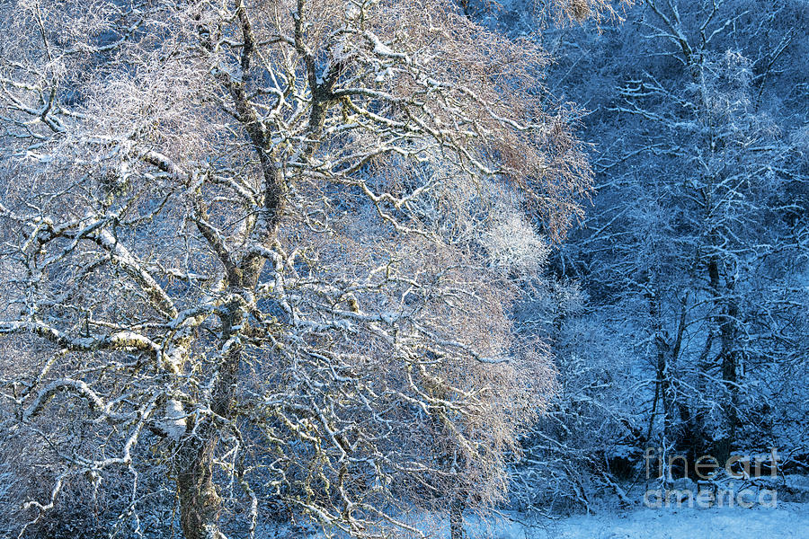 Snow Birch Tree Photograph by Tim Gainey