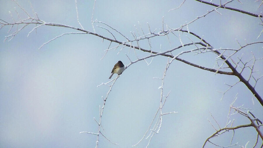 Snow bird, a finch in winter Digital Art by Shelli Fitzpatrick