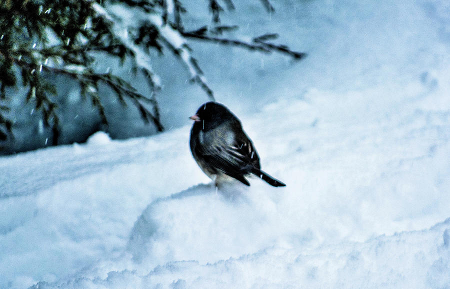 Snow Bird Photograph by Addison Likins