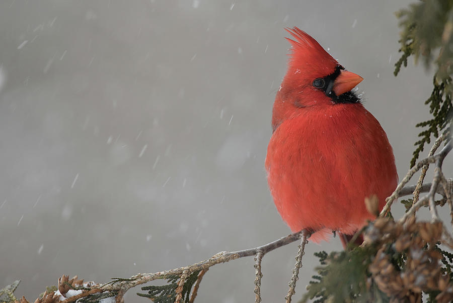 Cardinal Photograph - Snow Bird - Northern Cardinal - cardinalis cardinalis by Spencer Bush