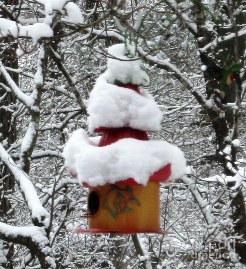 Snow Birdhouse in Raleigh, North Carolina Photograph by Catherine Ludwig Donleycott