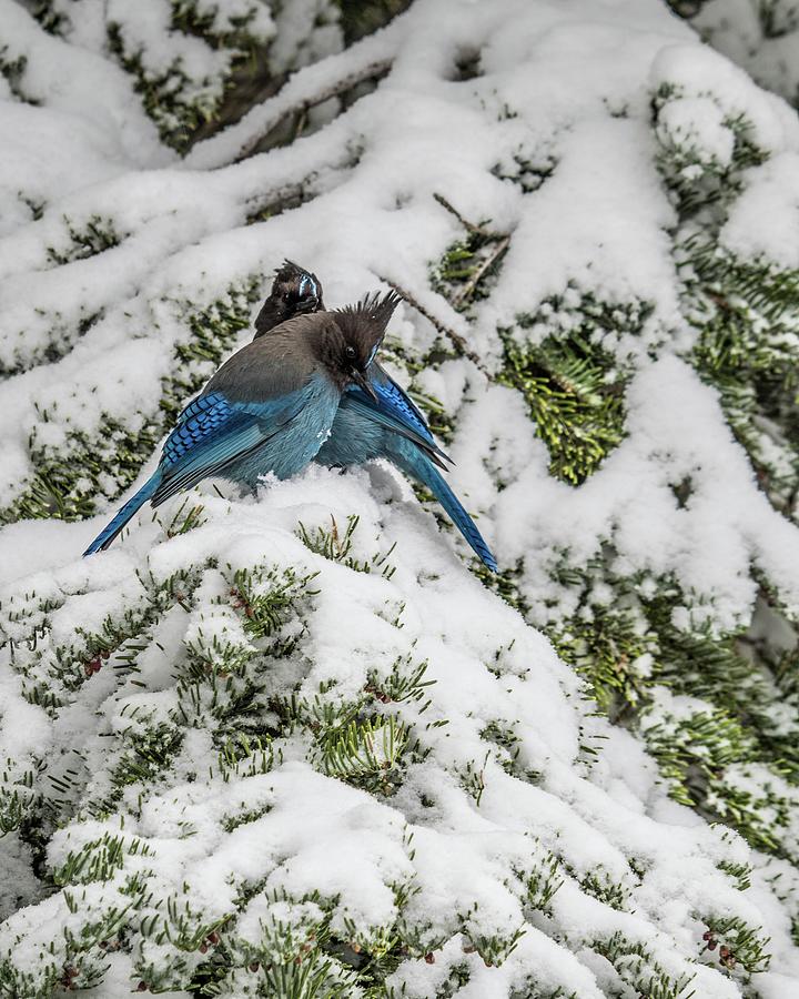 Snow Birds Photograph by Martin Gollery