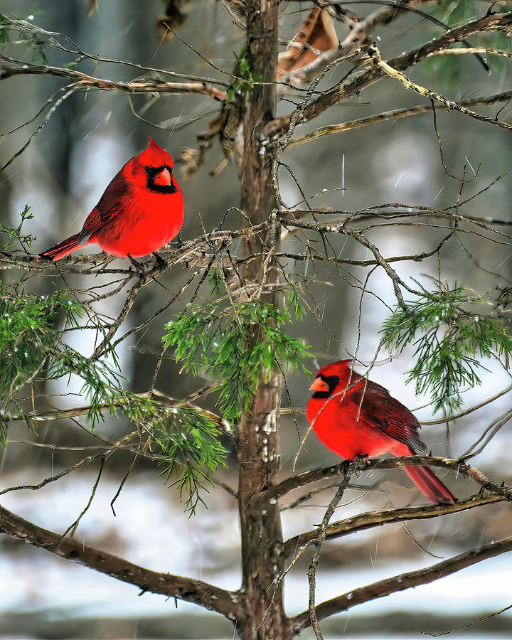 Snow Birds Photograph by Michael Frank