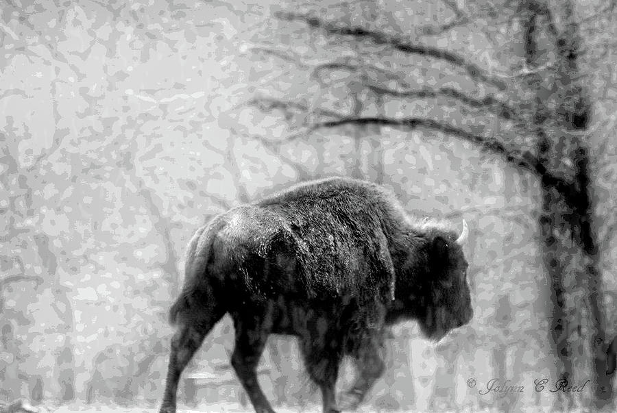 Snow Bison Photograph by Jolynn Reed