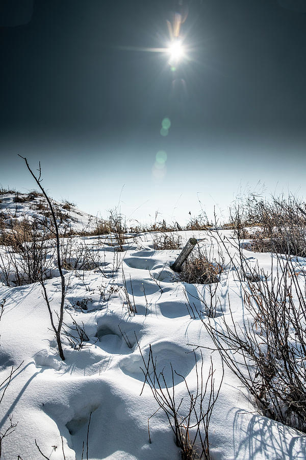 Winter Photograph - Snow Blind by Phil And Karen Rispin