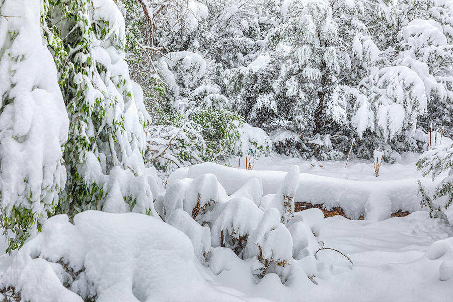 Snow Bliss Photograph by Dana Foreman