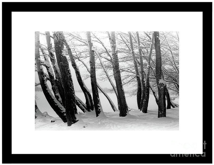 Snow Bound Aspens Photograph by Michael Swanson