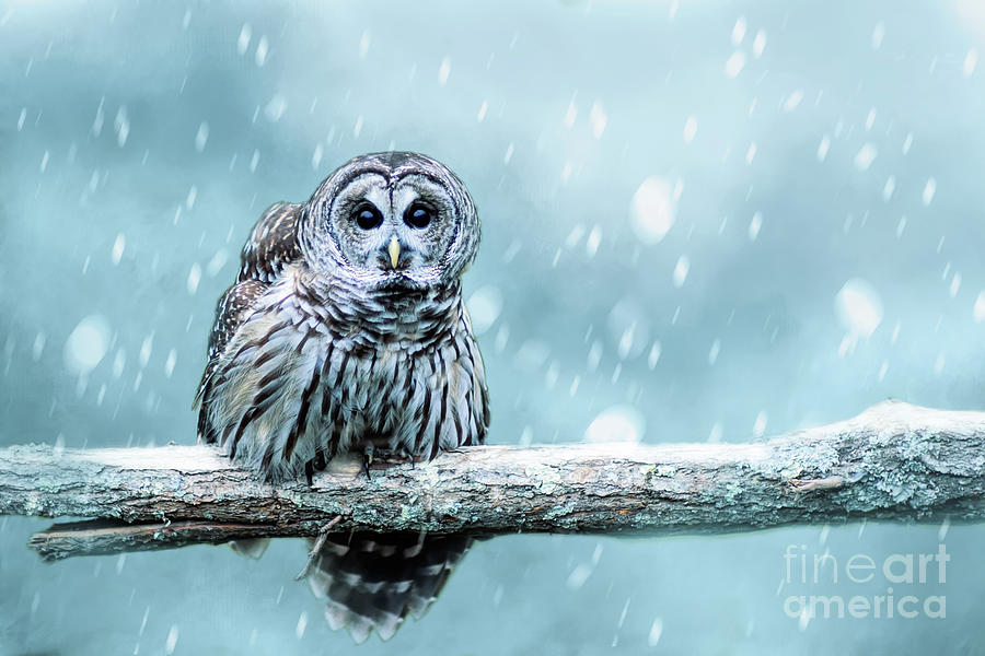 Snow Bound Barred Owl Photograph by Ed Taylor
