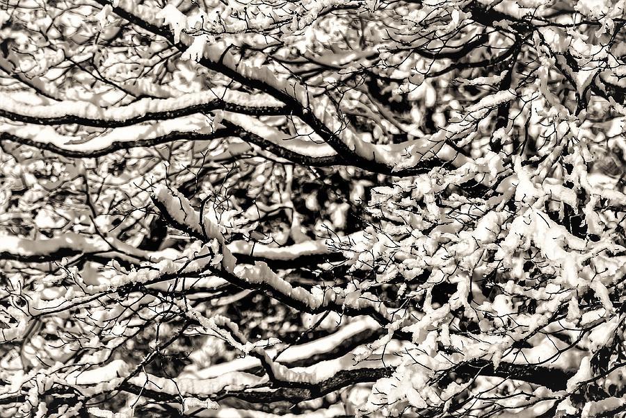 Snow Branch Photograph by John Linnemeyer
