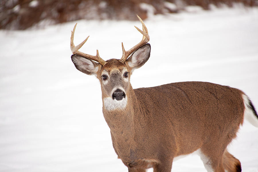 Deer Photograph - Snow Buck by Karol Livote