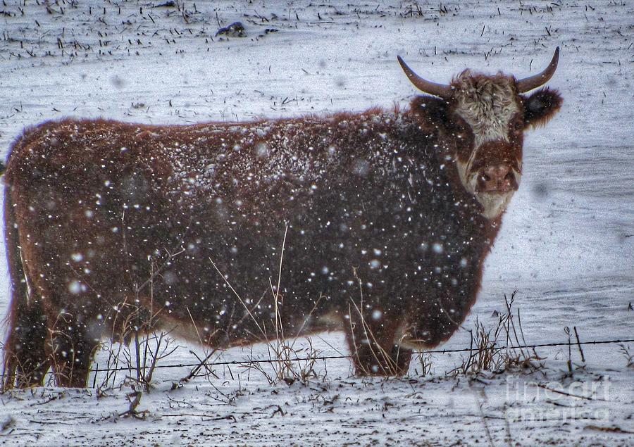Snow Bull Photograph by Laurie Wilcox