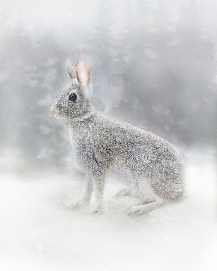 Snow Bunny Photograph by Marjorie Whitley