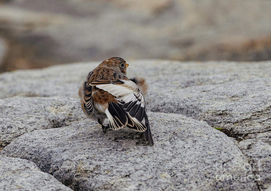 Snow Bunting Photograph by Eva Lechner