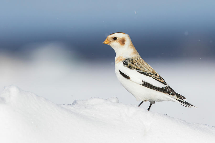 Snow Bunting in Blizzard Photograph by Mircea Costina Photography