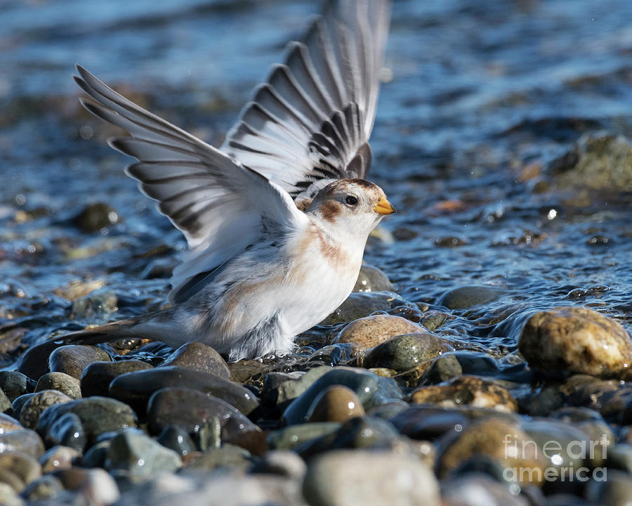 Snow Bunting Photograph by Kristine Anderson