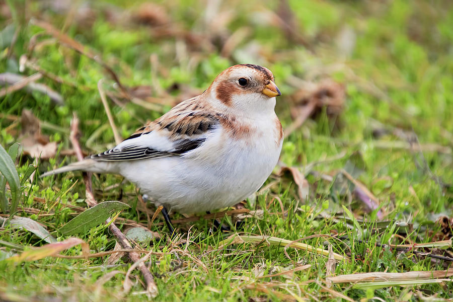 Snow Bunting Passing Through Photograph by Peggy Collins