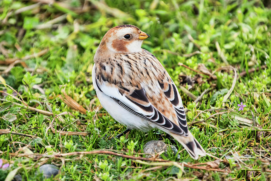 Snow Bunting Photograph by Peggy Collins