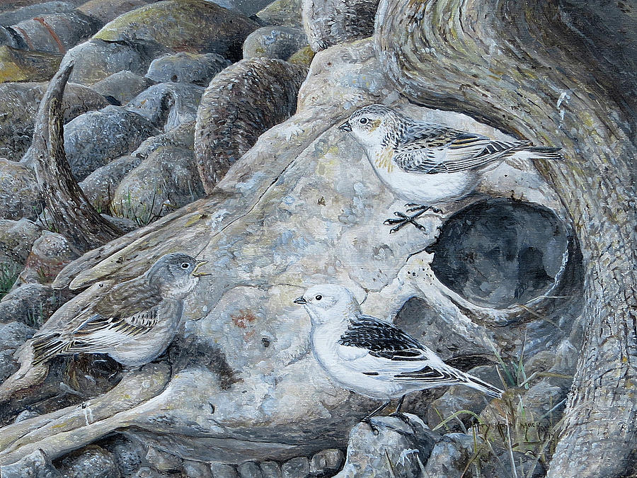 Snow Buntings with Young Painting by Barry Kent MacKay