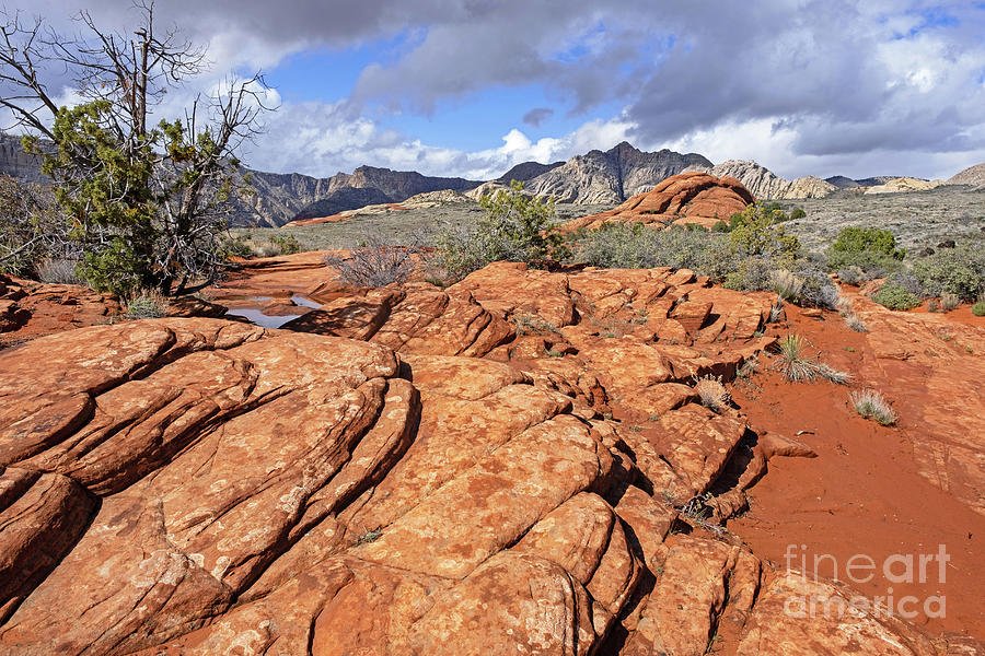 Snow Canyon State Park, Utah Photograph by Arterra Picture Library