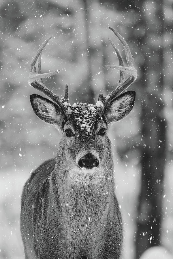 Snow Capped Buck Photograph by Brook Burling