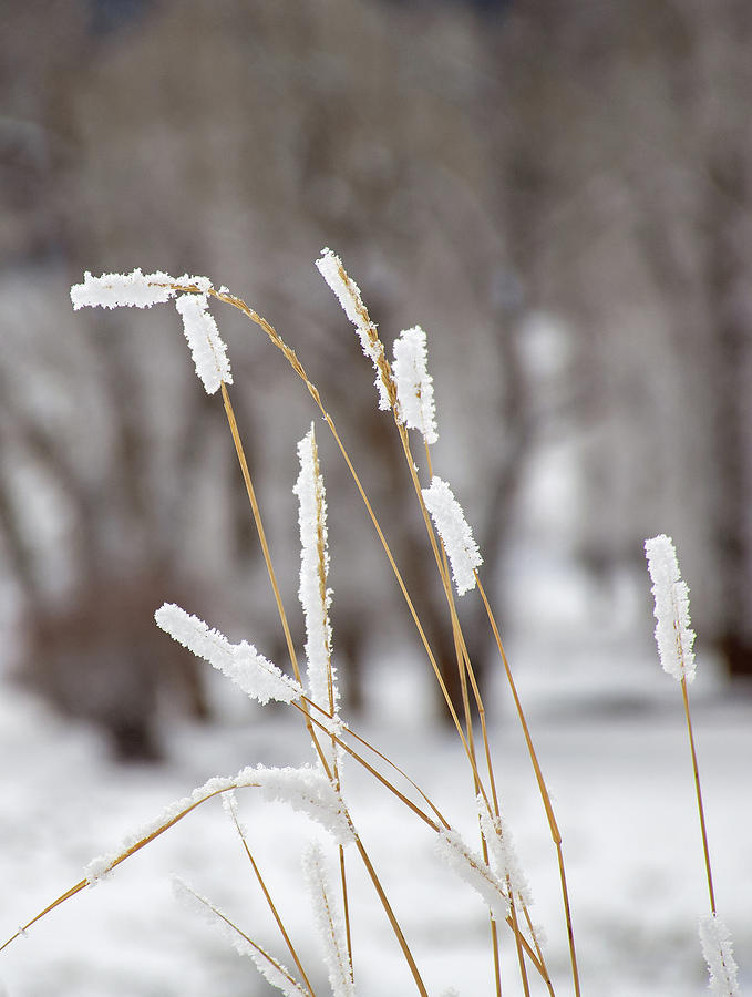 Snow Capped Grasses in Yellowstone National Park Photograph by Bruce Gourley